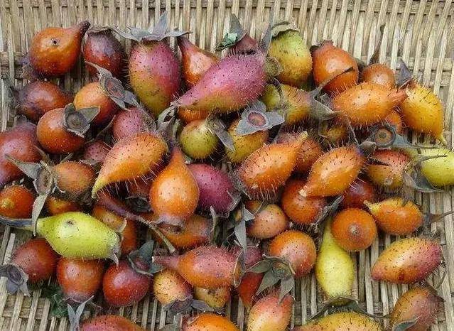 金櫻子泡酒的工效_金櫻子泡酒的功效_泡金櫻子酒可以加什么藥材