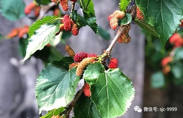 泡桑葚酒功效與作用_泡桑葚酒的步驟_泡桑葚酒的做法配方