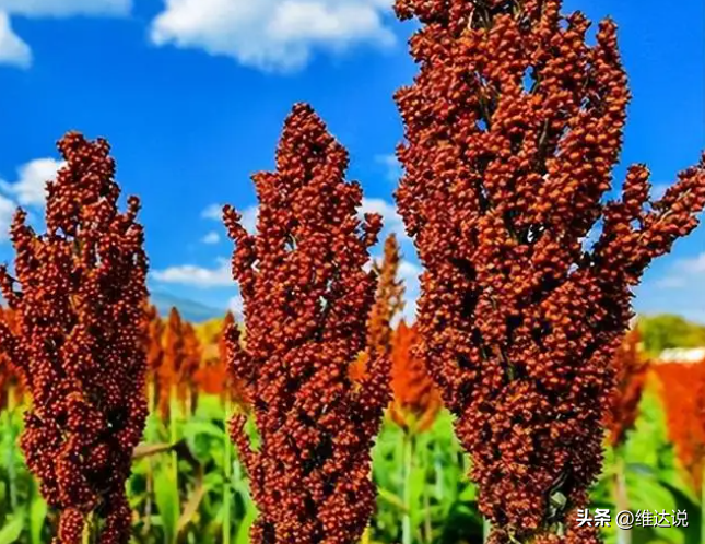 茅臺酒回收高價回收_回收茅臺價酒高不高_回收茅臺價酒高嗎