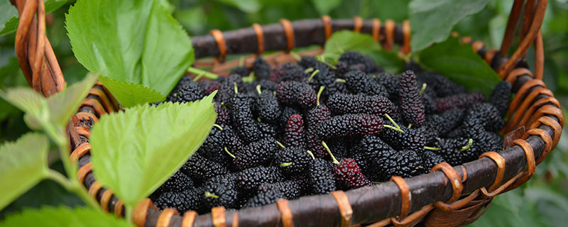 桑葚干泡酒的簡(jiǎn)介