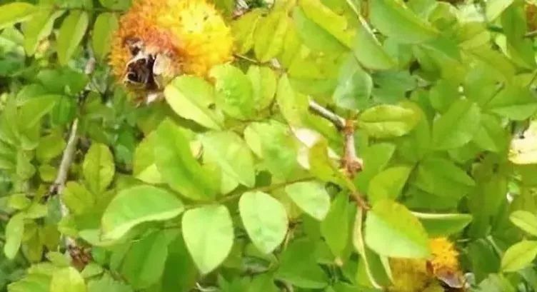 泡酒獼猴桃功效作用與禁忌_獼猴桃泡酒的功效和作用_泡酒獼猴桃功效作用及禁忌