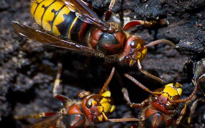 蜂酒的功效與作用_蜂類泡酒的功效與作用_蜂酒的功效